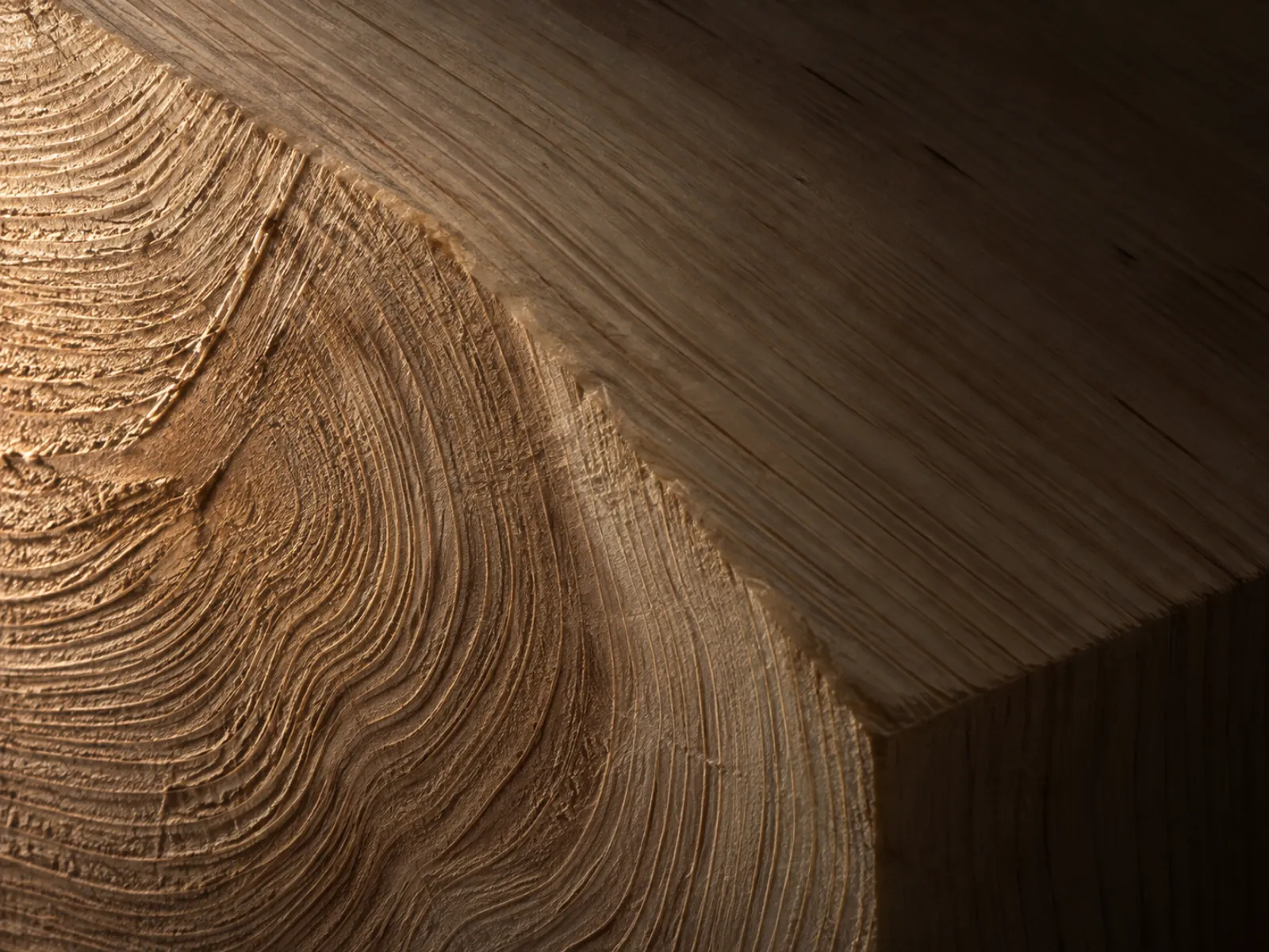 End grain of slow-growth hinoki cypress with tight growth rings under raking light